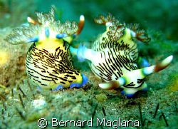 Back To Back/Its always mating season in Dauin by Bernard Maglana 